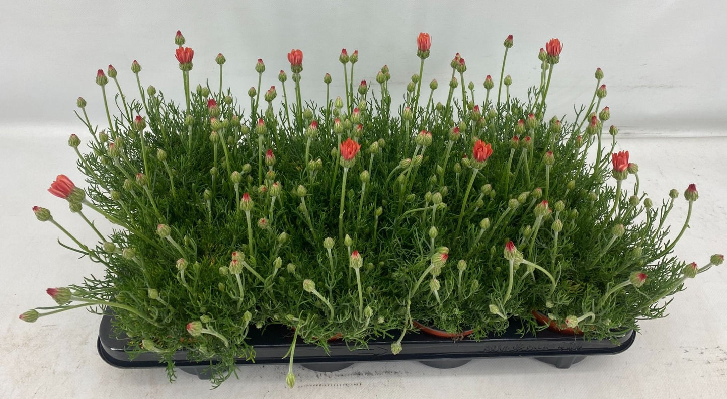 Rhodanthemum Zagora Orange 25cm 12cm Pot