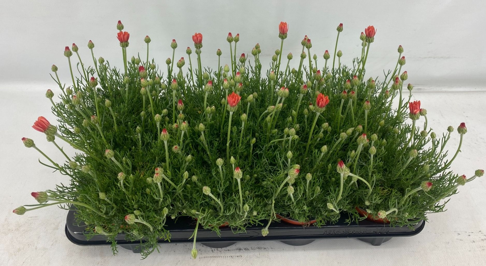 Rhodanthemum Zagora Orange 25cm 12cm Pot