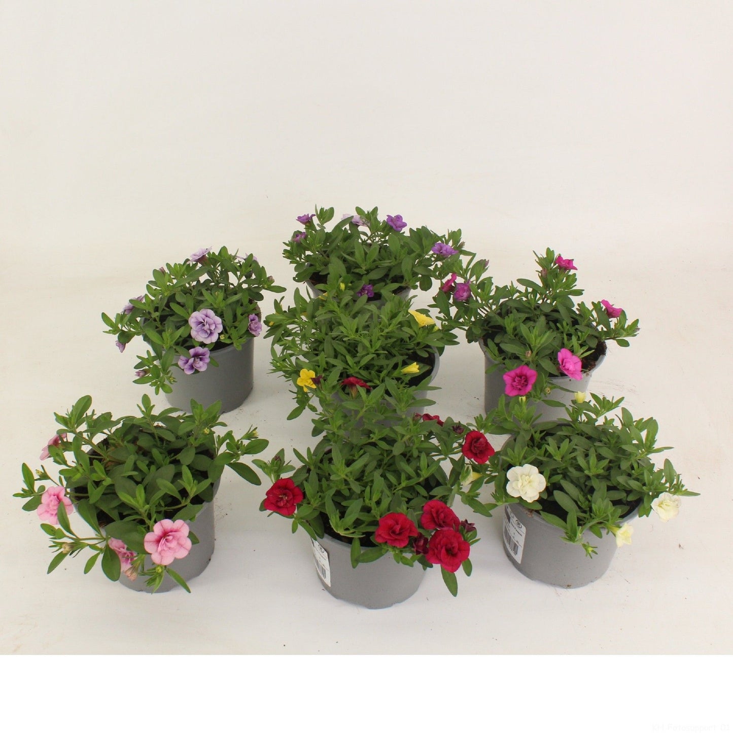 Calibrachoa Aloha Double mix 22cm 12cm Pot
