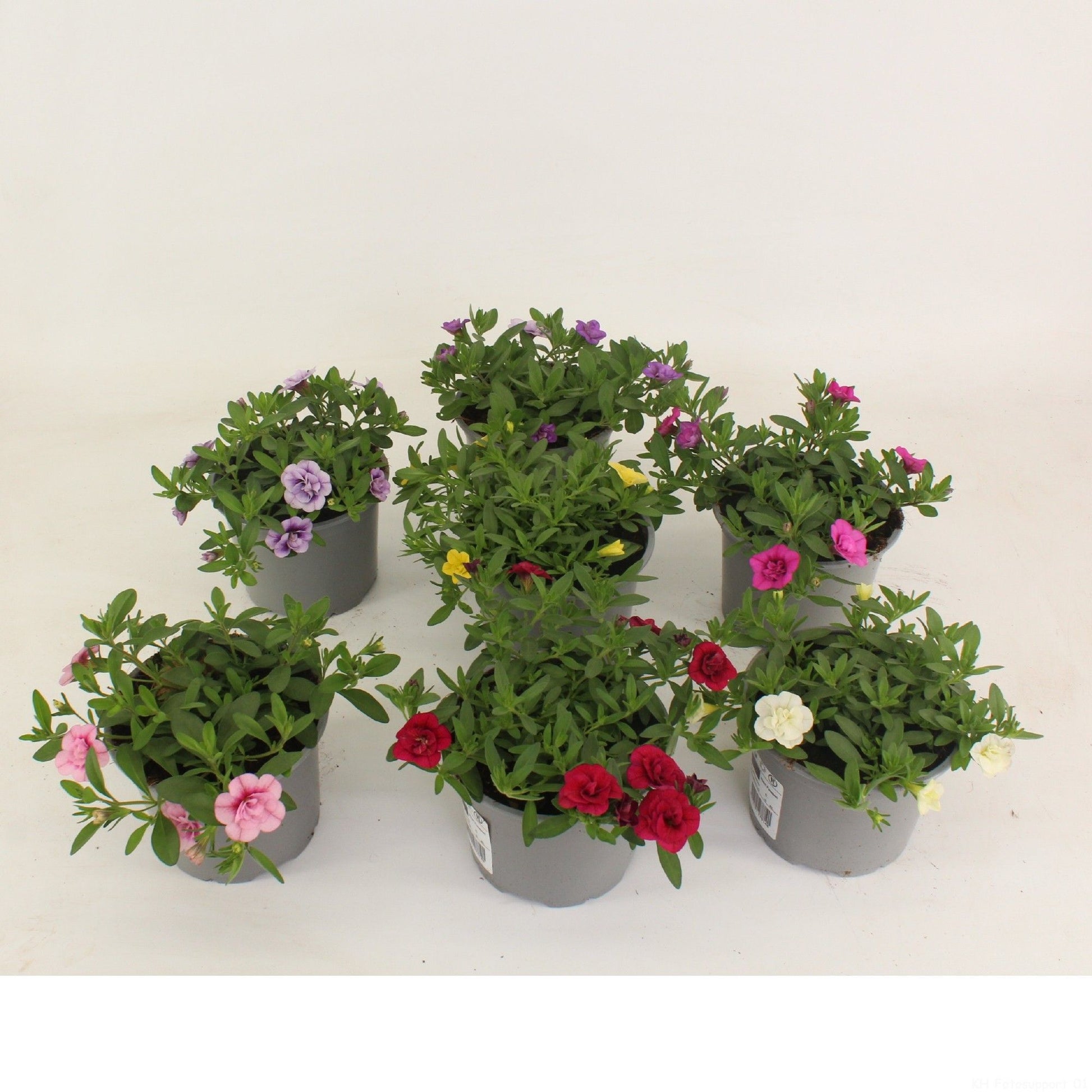 Calibrachoa Aloha Double mix 22cm 12cm Pot