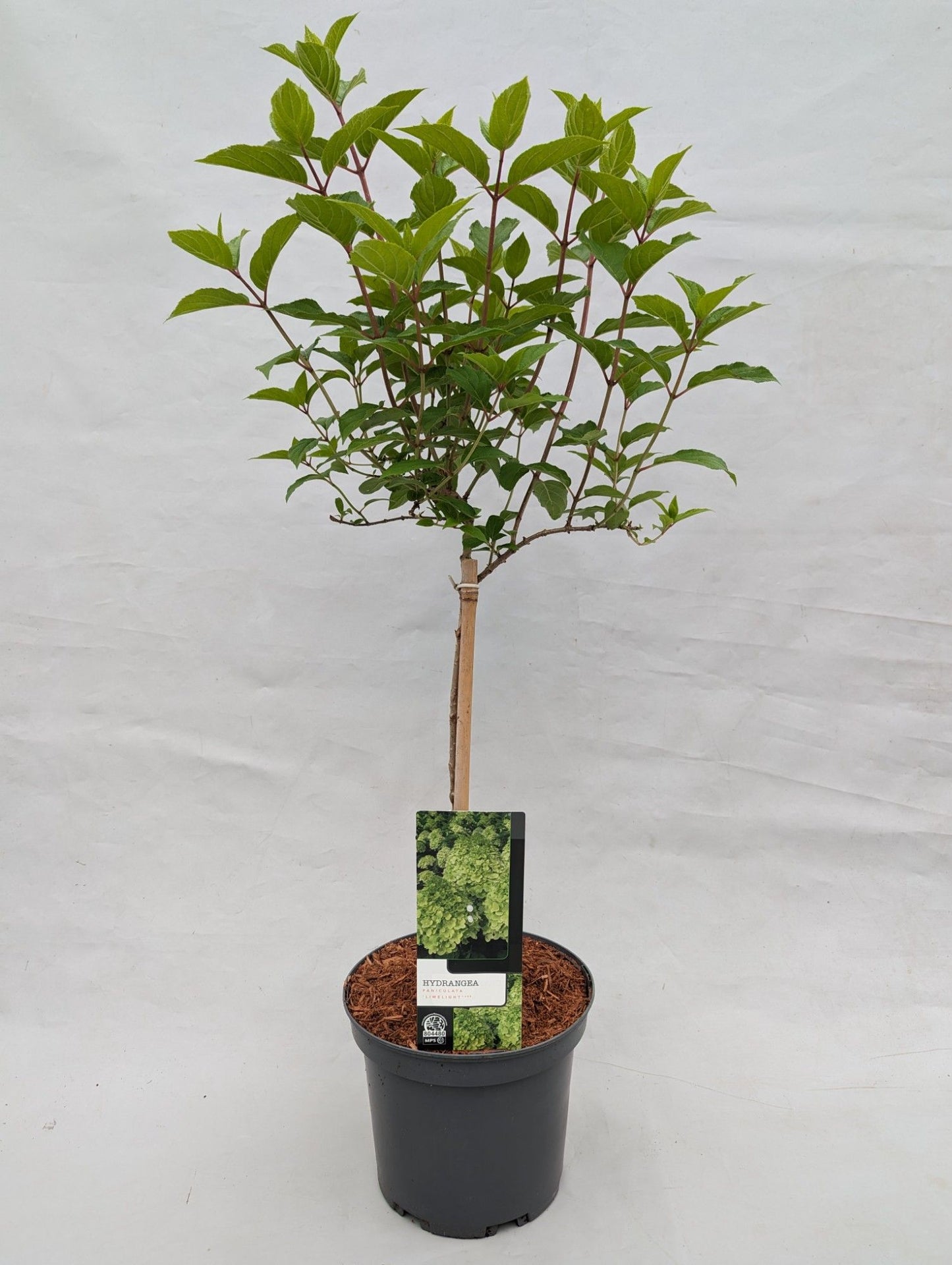 Hydrangea paniculata 90cm 23cm Pot