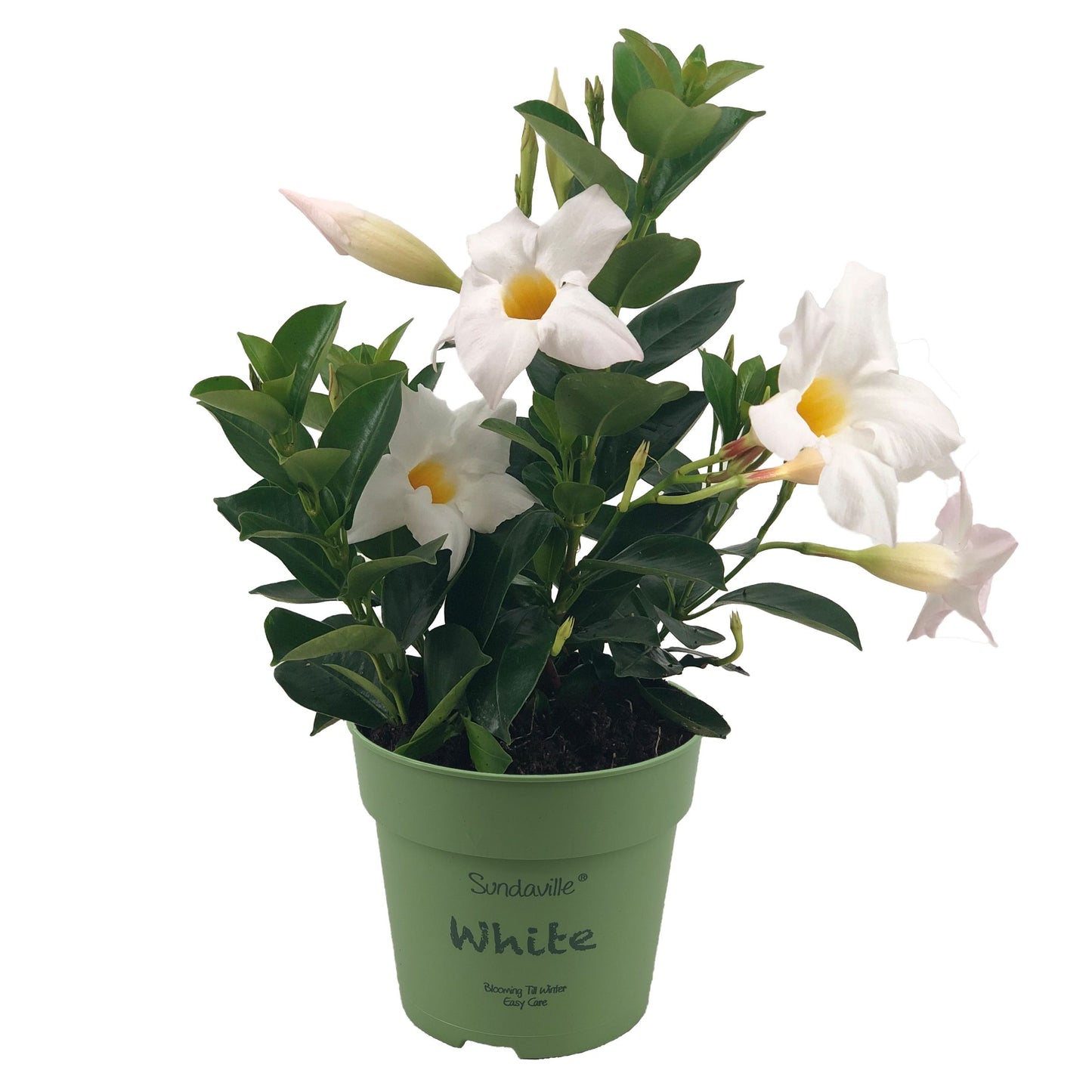 Mandevilla White 25cm 12cm Pot