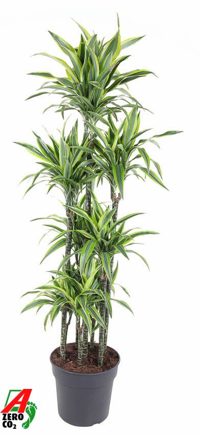 Dracaena fragrans Lemon Lime caroussel 170cm 34cm Pot
