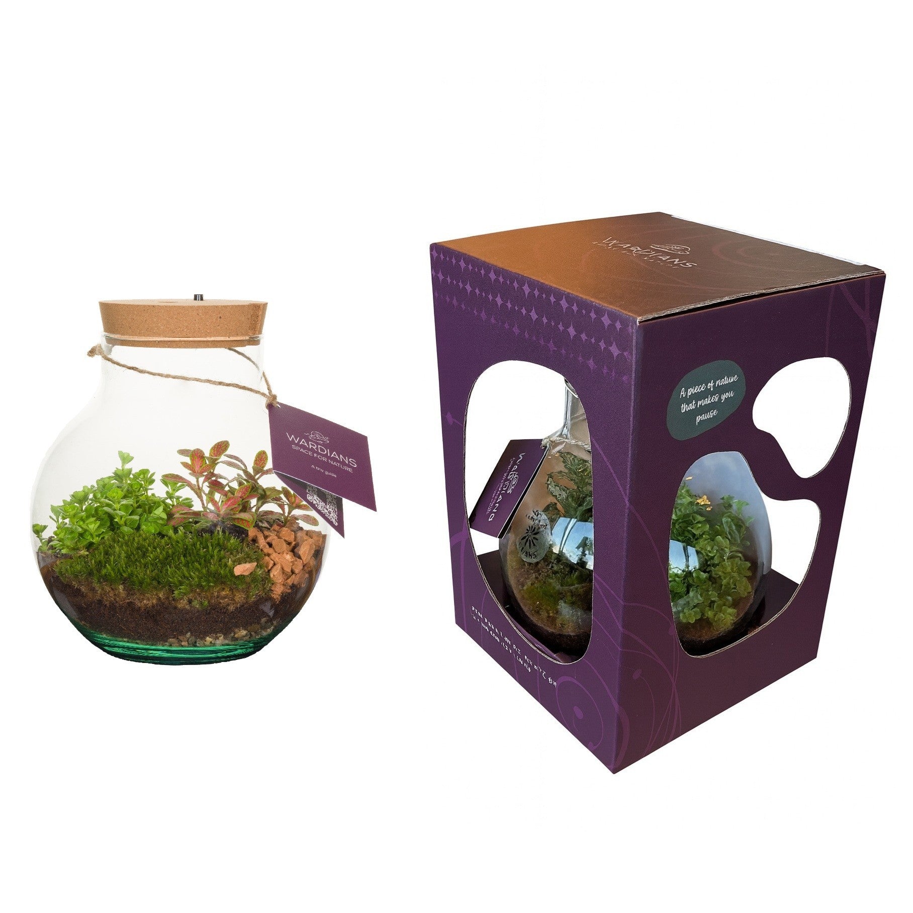 arr. Kamerplanten 915 Venus 28cm 20cm Pot