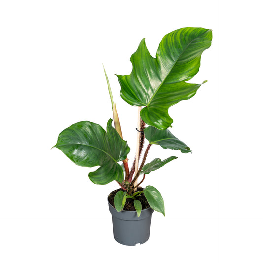 Philodendron Squamiferum 40cm 14cm Pot