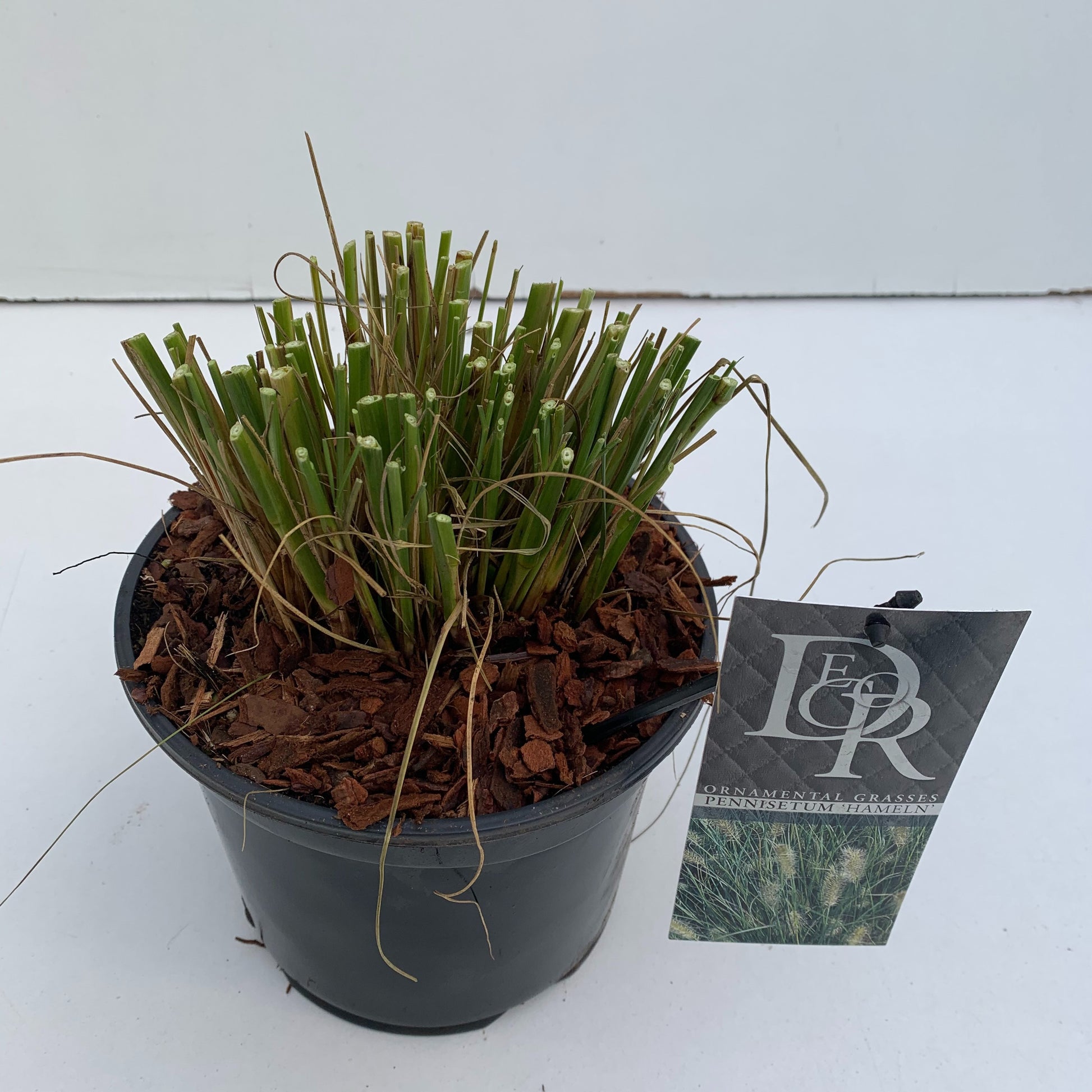 Pennisetum Hameln 50cm 19cm Pot