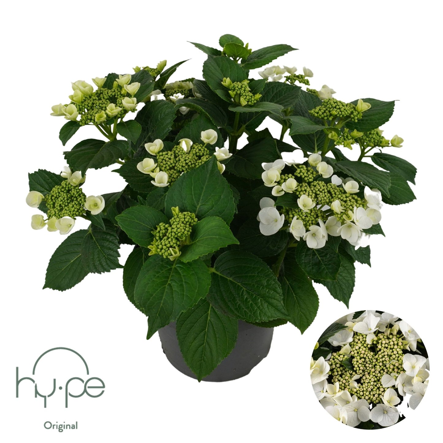 Hydrangea macr. Lacecap white 45cm 23cm Pot