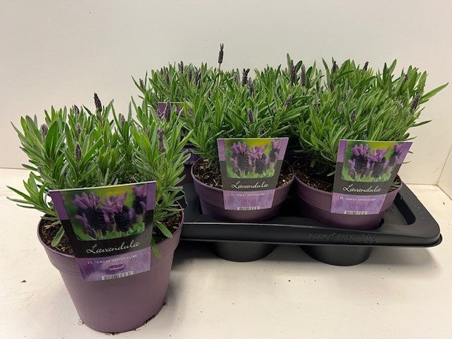 Lavandula st. Great Adventure 30cm 17cm Pot
