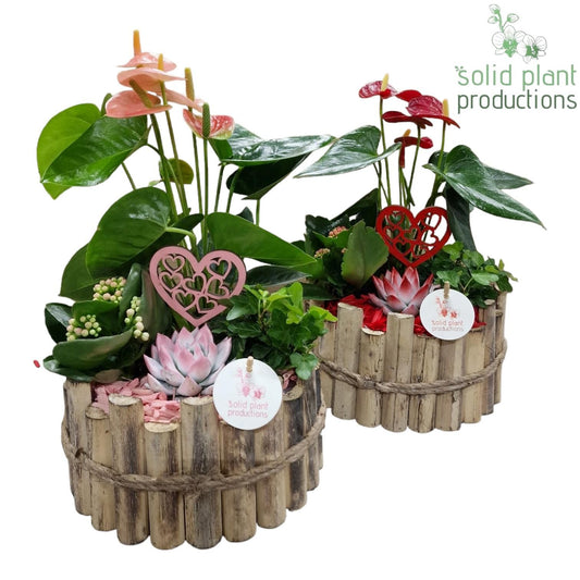arr. Anthurium HVAE002RP 40cm 23cm Pot