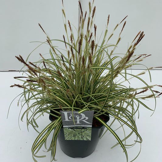 Carex hach. Evergold 40cm 23cm Pot