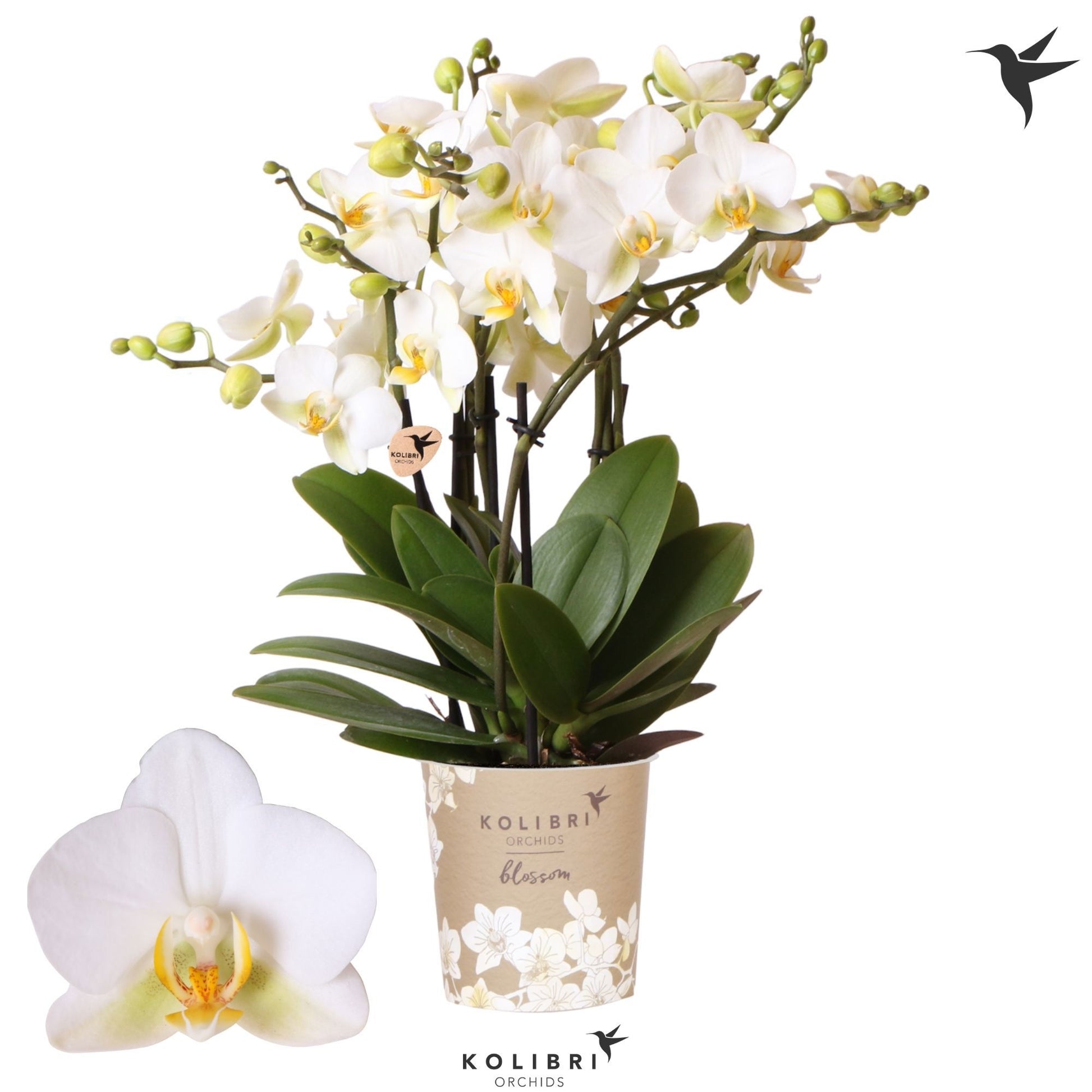 Phalaenopsis mf. Lausanne 40cm 12cm Pot