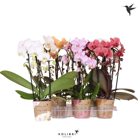 Phalaenopsis cascade mix 45cm 12cm Pot