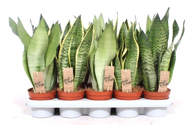 Sansevieria mix 40cm 12cm Pot
