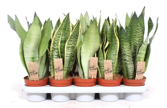 Sansevieria mix 40cm 12cm Pot