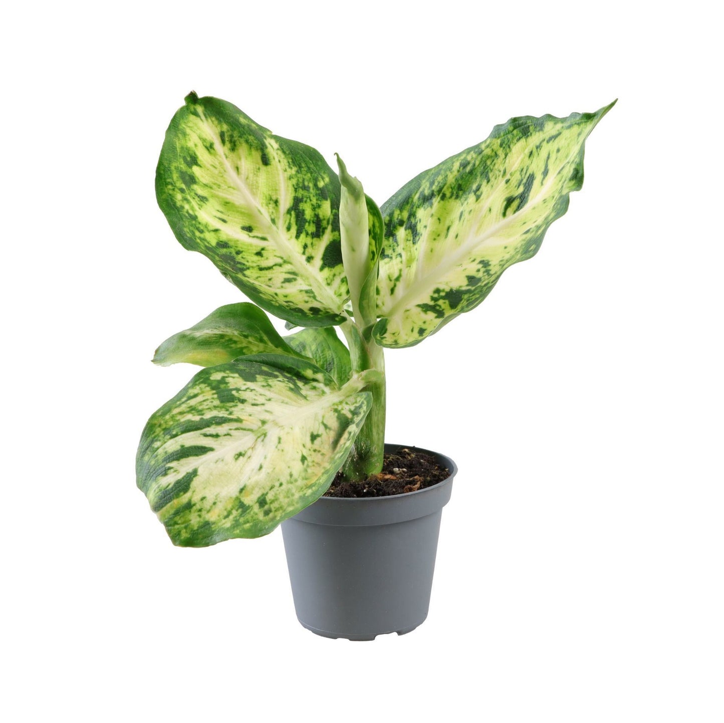 Dieffenbachia Amy 15cm 6cm Pot