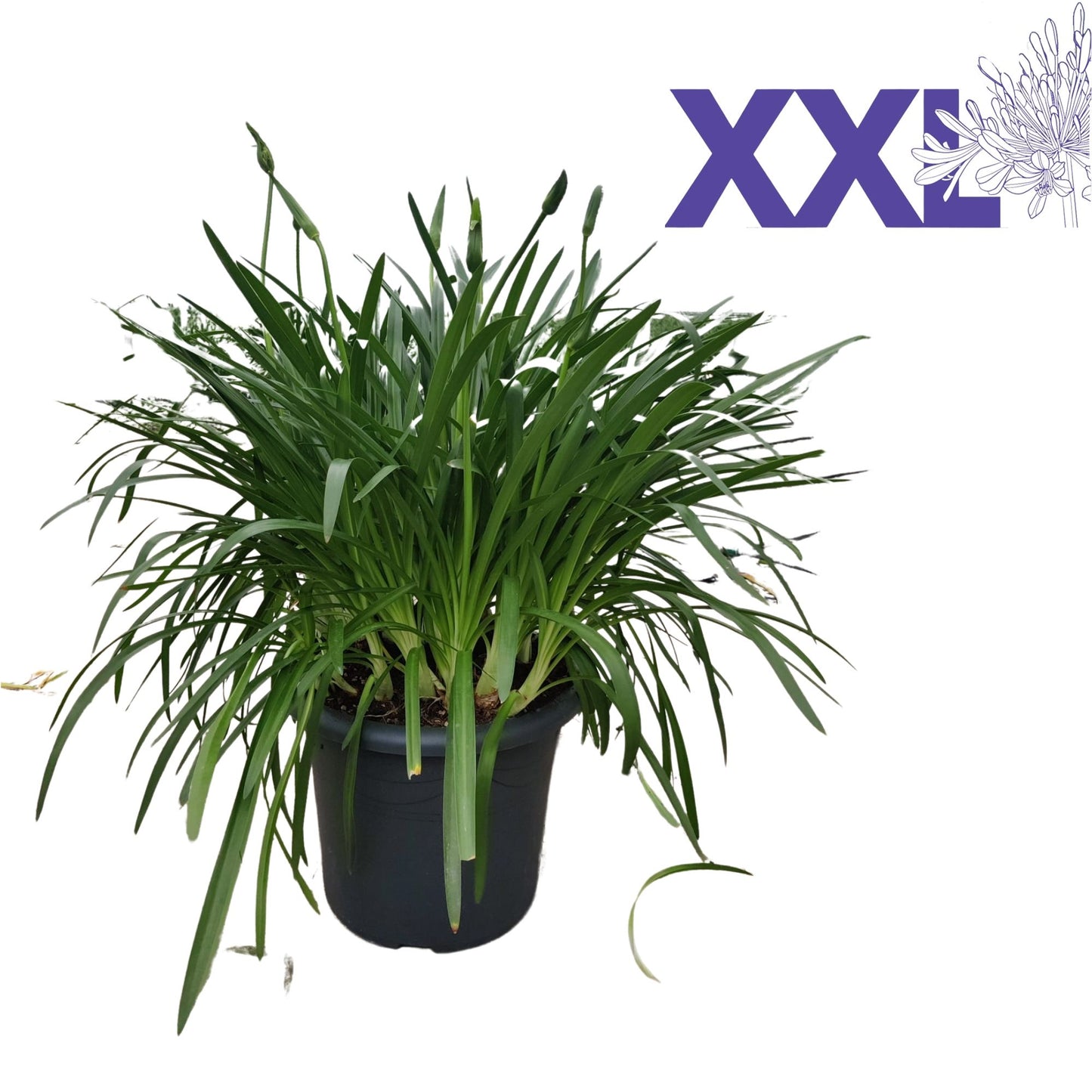 Agapanthus Eydori White 95cm 40cm Pot