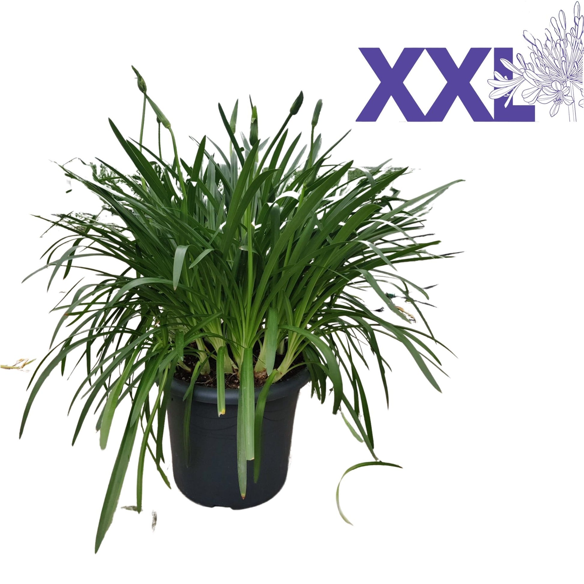Agapanthus Eydori White 95cm 40cm Pot