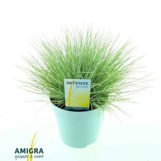 Festuca Amigold 30cm 17cm Pot