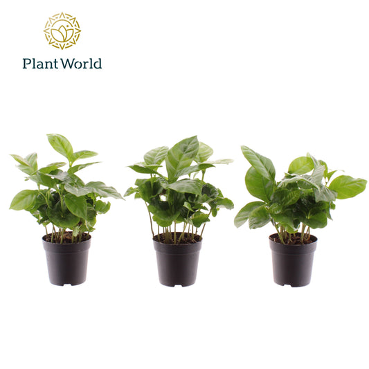 Coffea arabica 15cm 7cm Pot