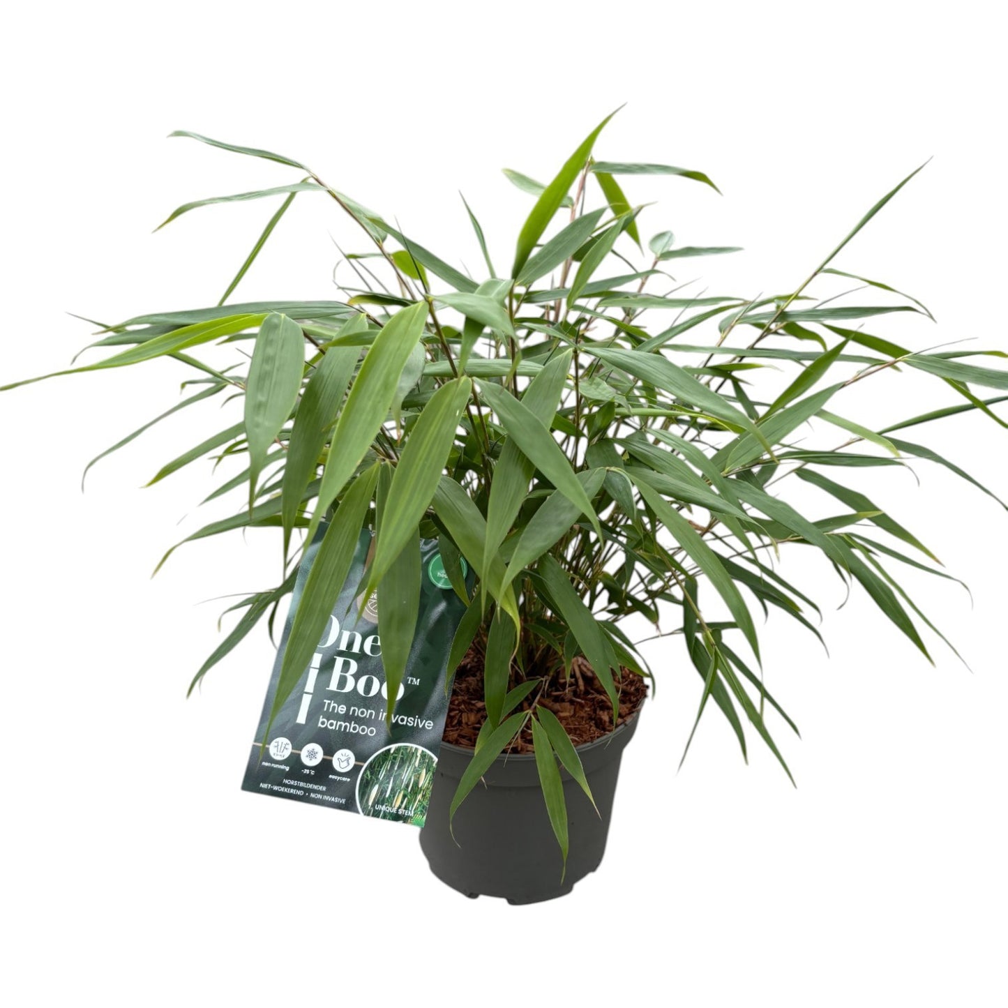 Fargesia robusta Pingwu 50cm 17cm Pot