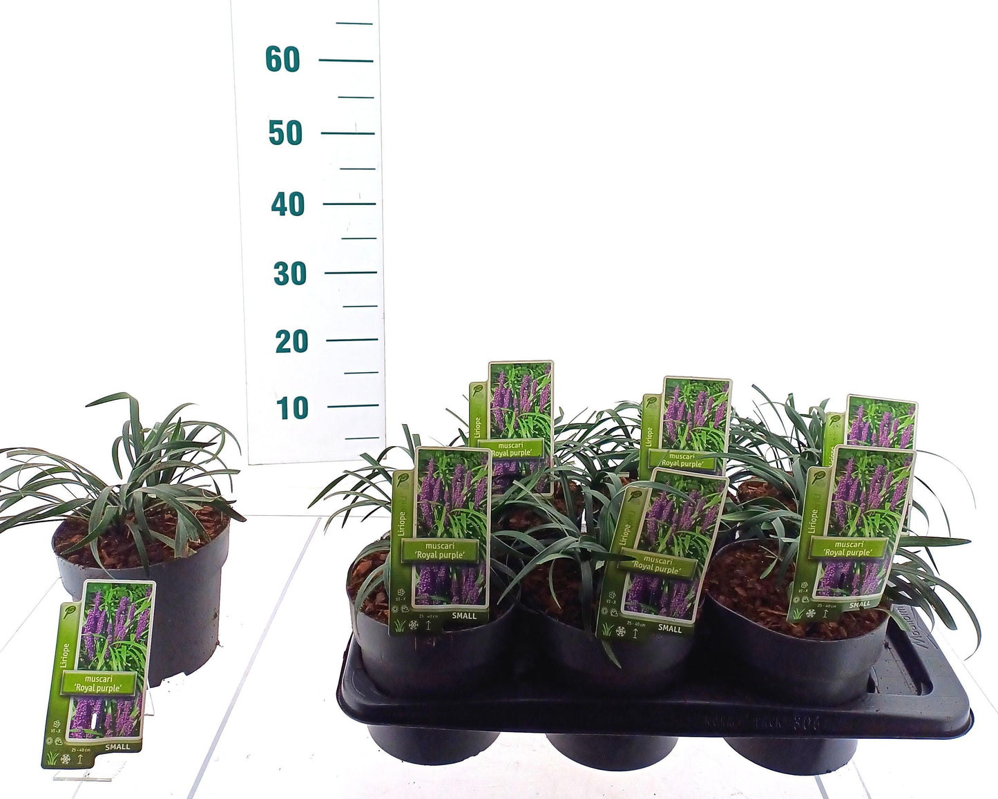 Liriope muscari Royal Purple 20cm 17cm Pot