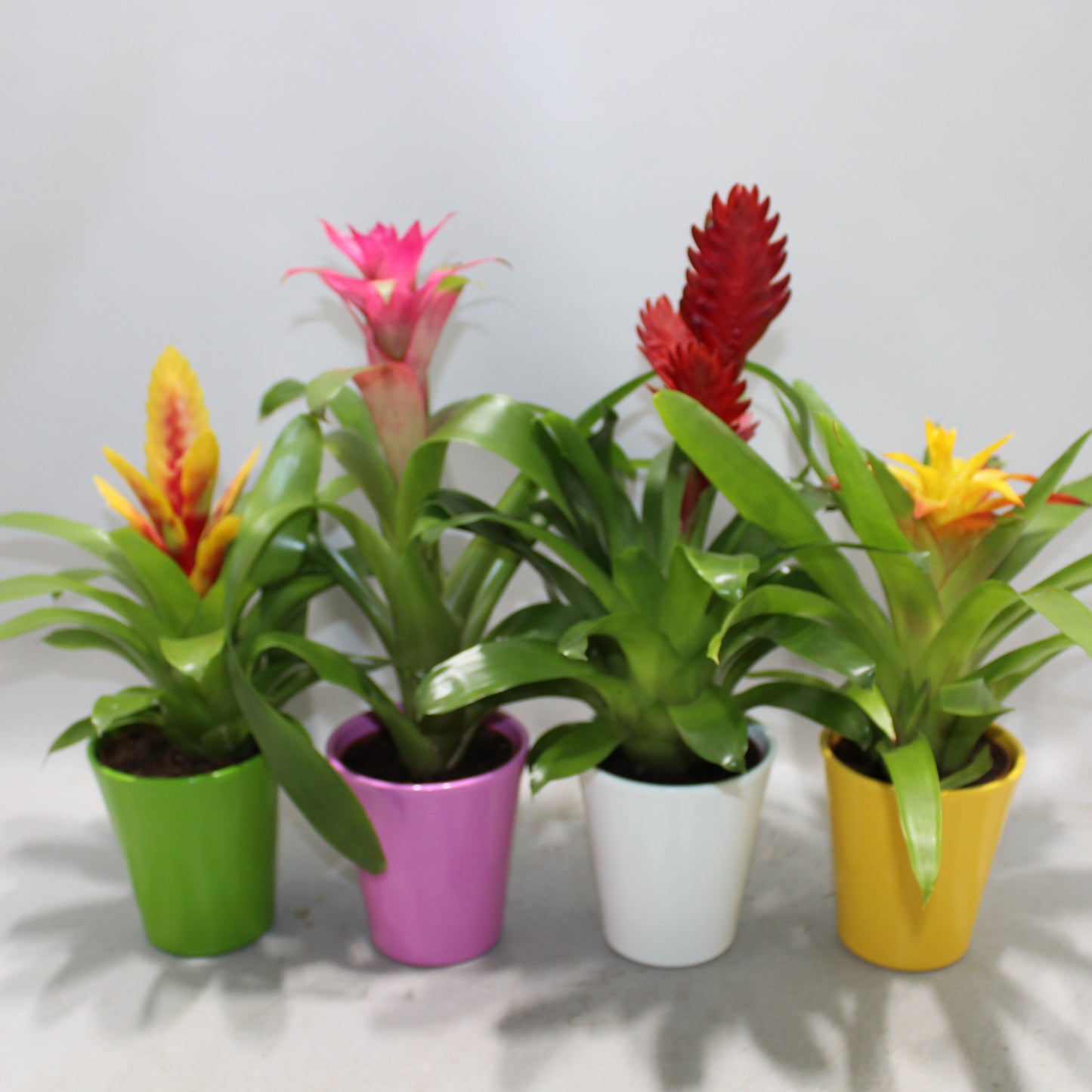 Bromelia mix + drpceramic 35cm 10.5cm Pot