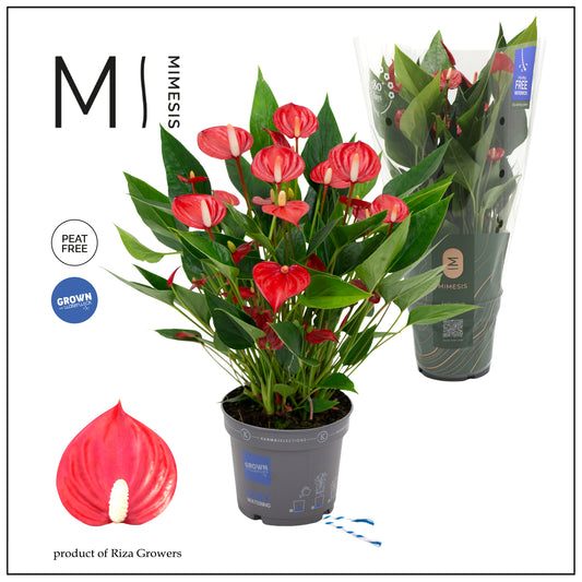 Anthurium Million Flowers Red 47cm 12cm Pot