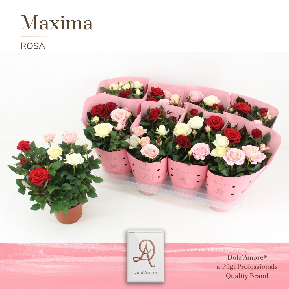 Pligt Professionals BV Rosa Valencia trio Dolc'Amore Pack of 7