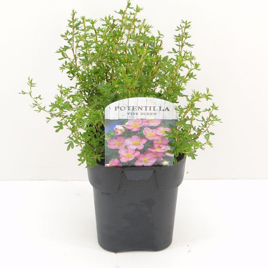 Potentilla frut. Blink 25cm 17cm Pot