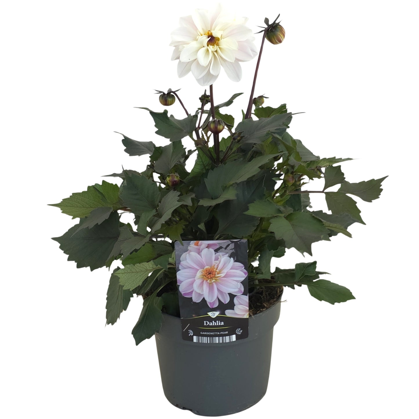 Dahlia Gardenetta Pearl 45cm 17cm Pot