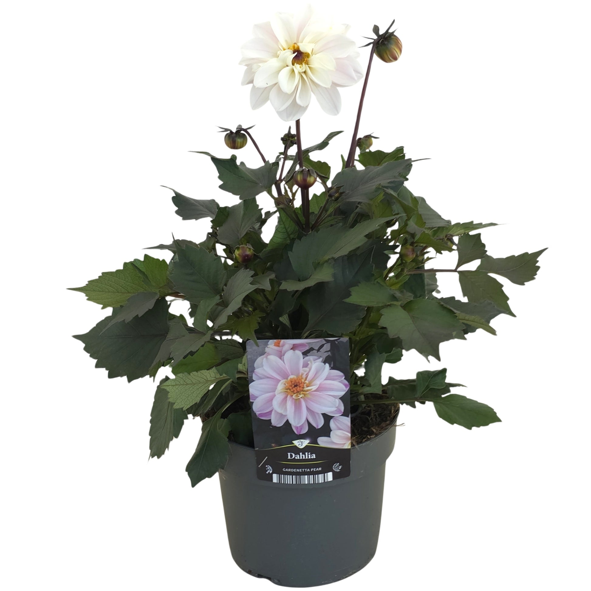 Dahlia Gardenetta Pearl 45cm 17cm Pot