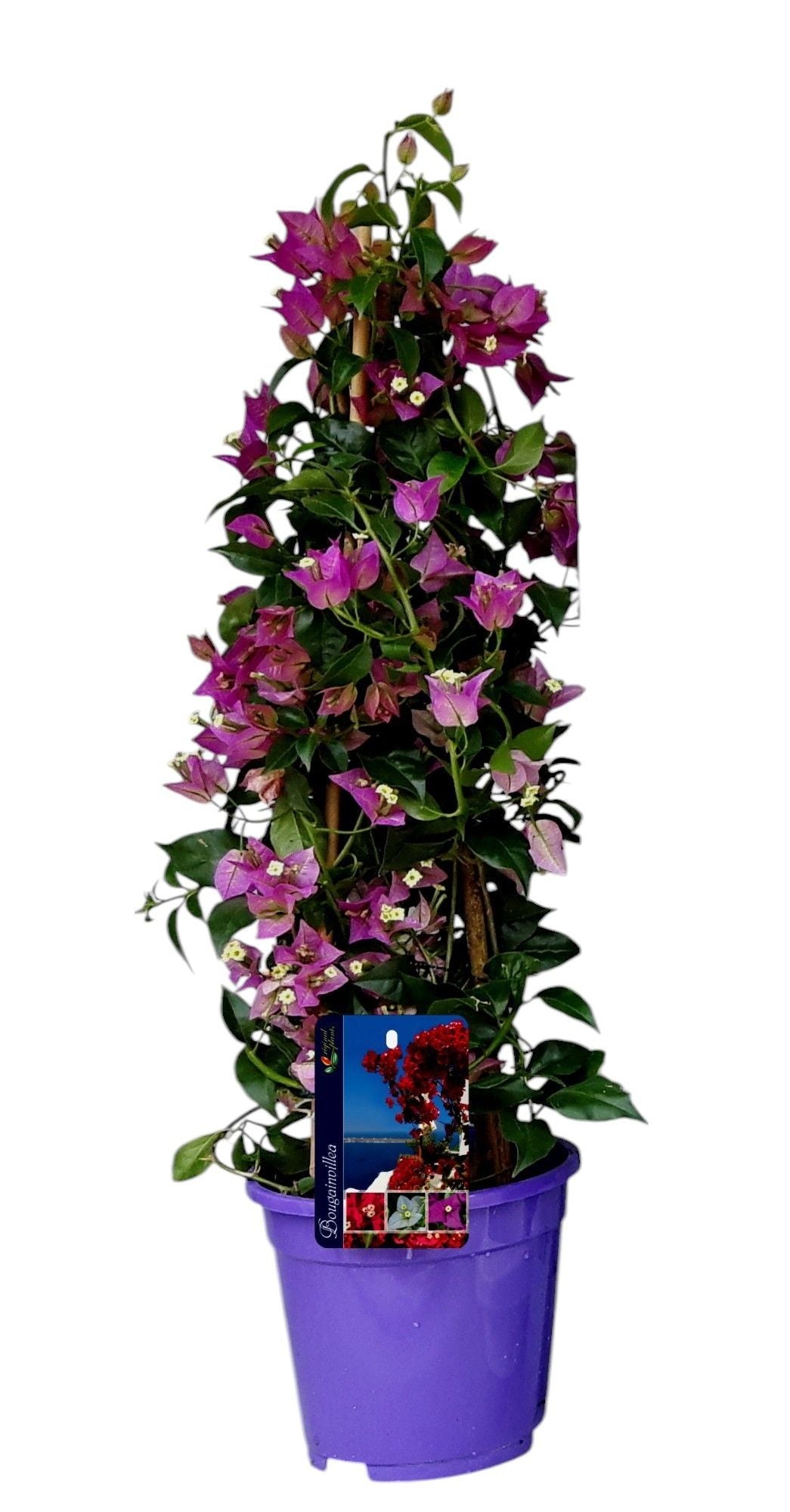 Bougainvillea pyramid Alexandra 65cm 17cm Pot