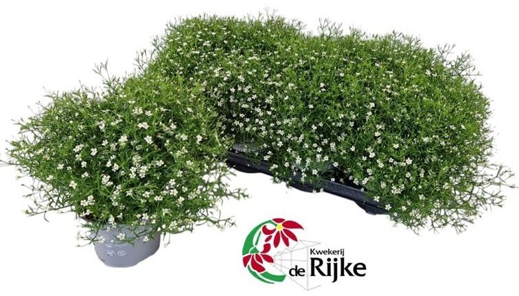 Gypsophila muralis Gypsy white 25cm 12cm Pot