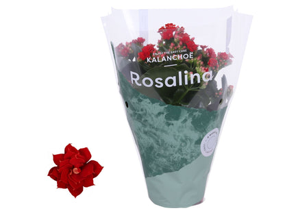 Kalanchoe Roselina Don Justino 27cm 12cm Pot