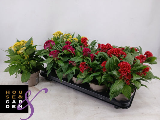 celosia-twisted-mix-25cm-12cm-pot