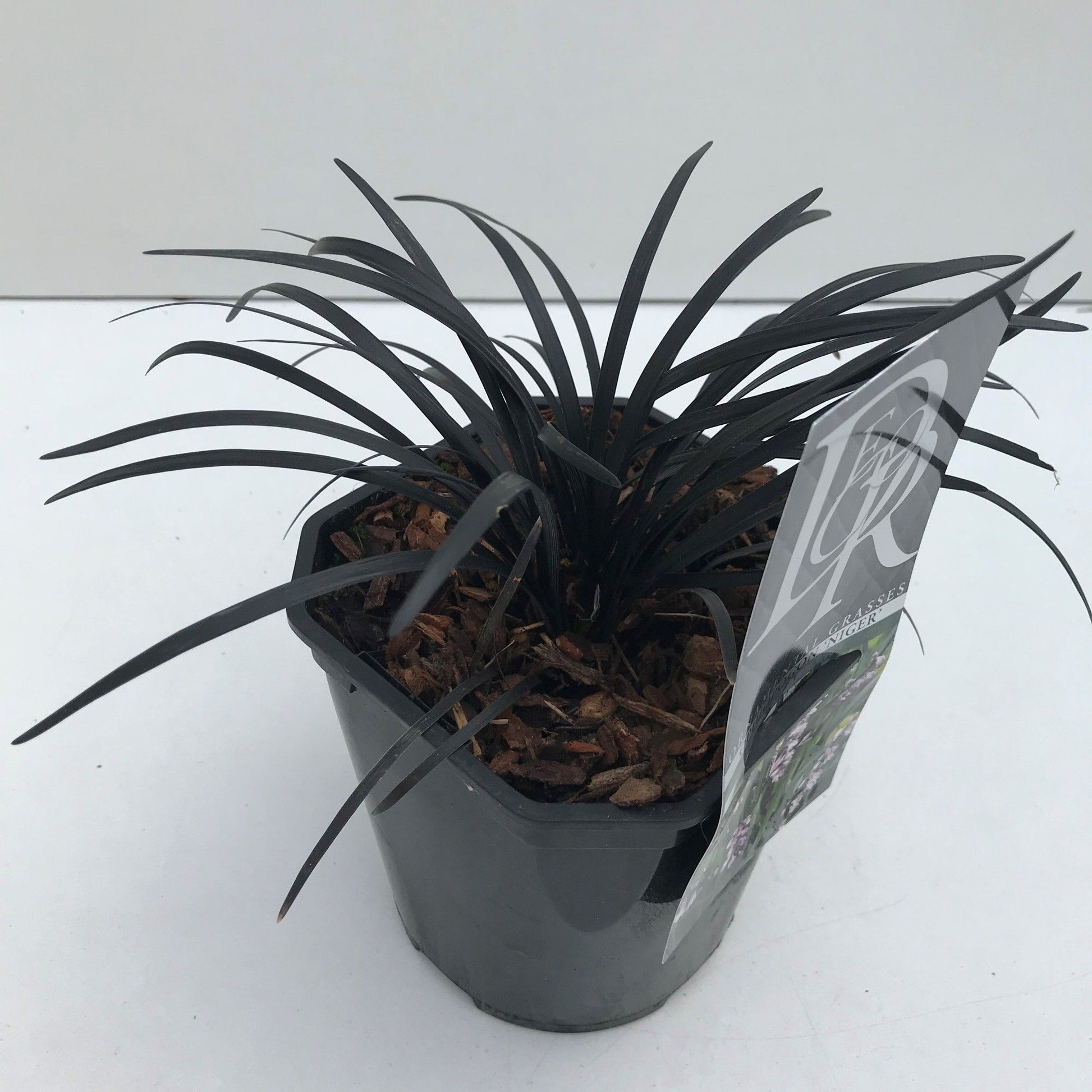Ophiopogon plan. Nigrescens 20cm 17cm Pot