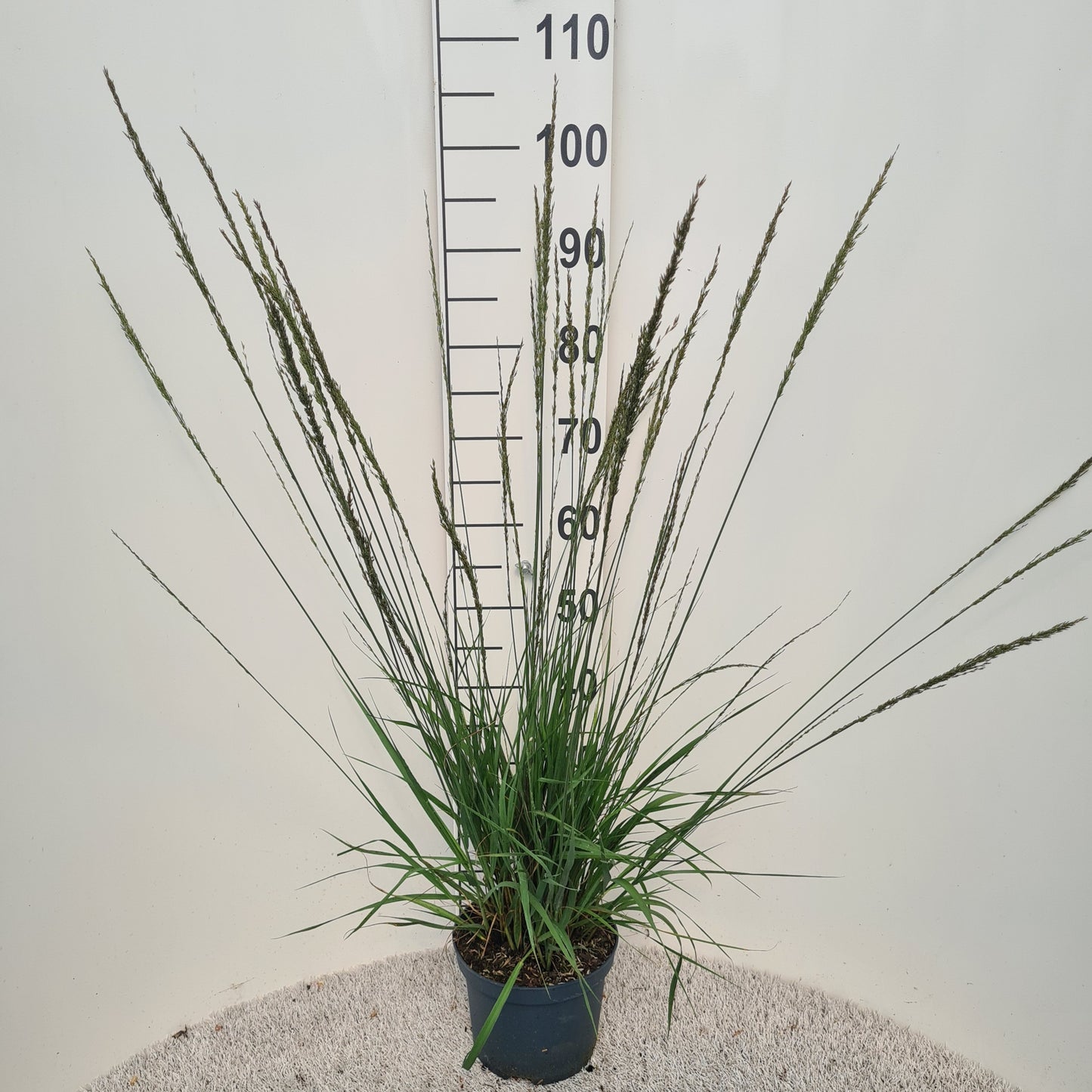 Molinia cae. Moorhexe 40cm 19cm Pot