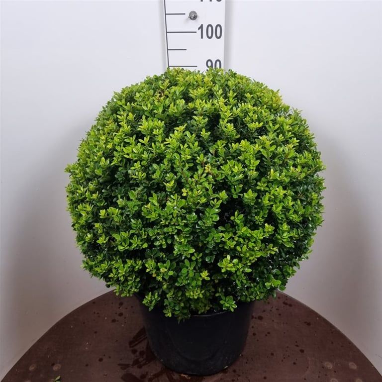 Ilex crenata 105cm 48cm Pot