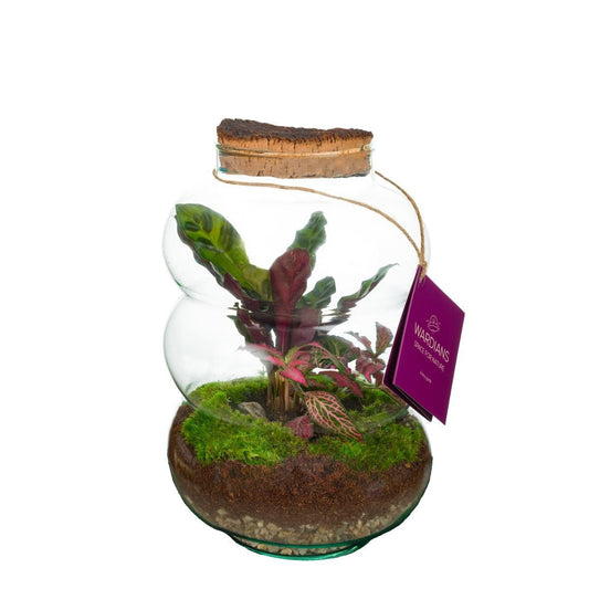 arr. Kamerplanten Pluto Me 27cm 17cm Pot