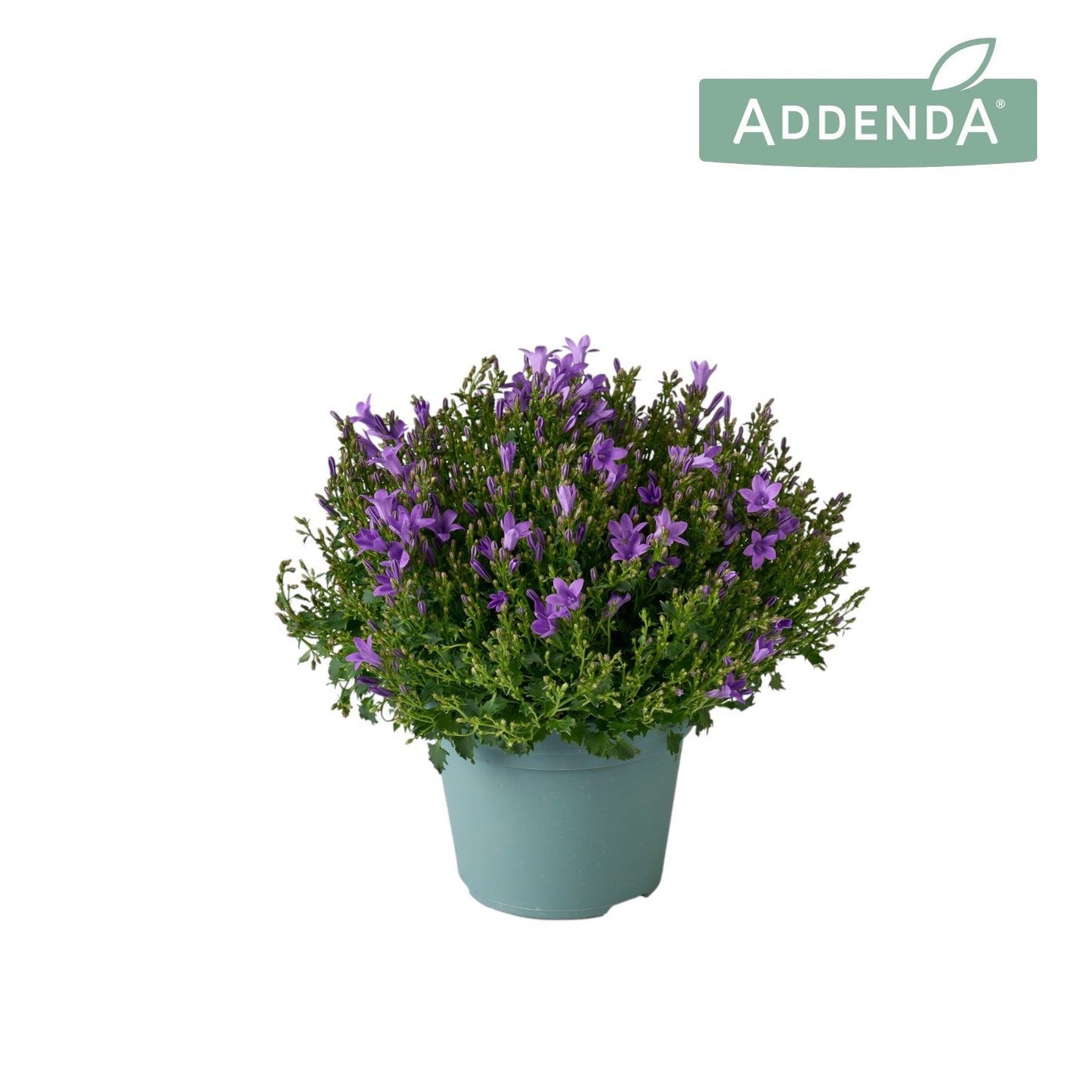 Campanula Ambella Intense Purple 22cm 14cm Pot