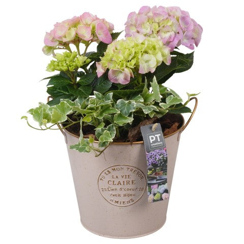 PTPP6871 Arrangementen Perkplanten 32cm 18cm Pot