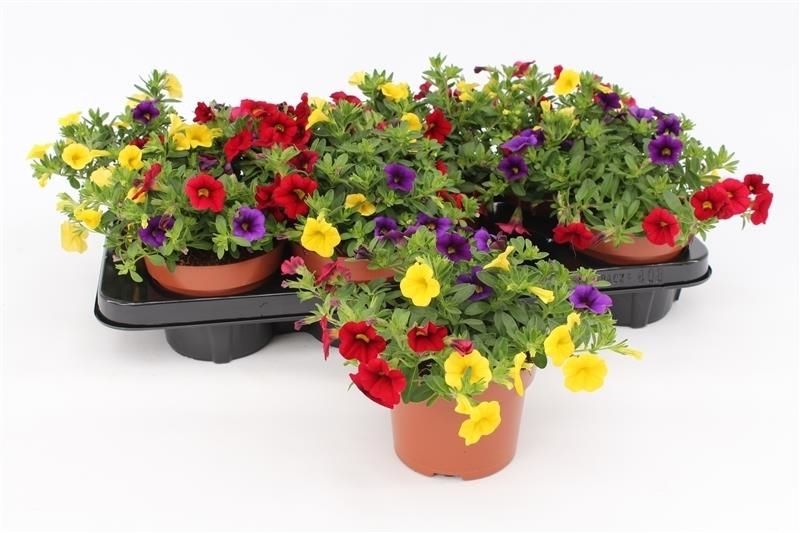 Calibrachoa Mixmasters Tropicana 17cm 13cm Pot