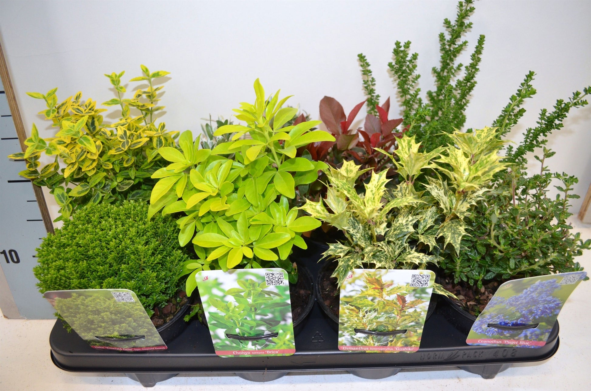 Shrubs mix 25cm 13cm Pot
