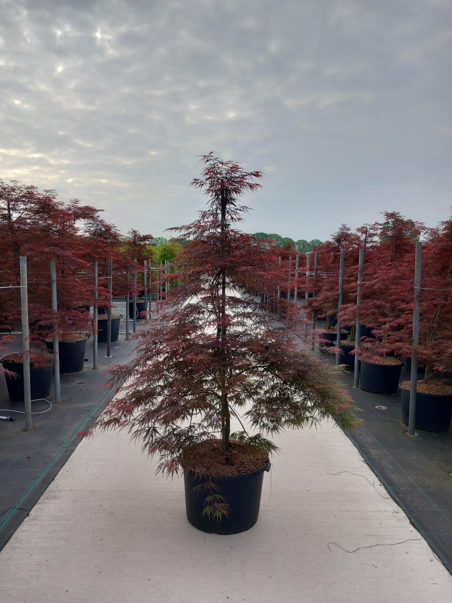 Acer palm. Garnet 160cm 50cm Pot