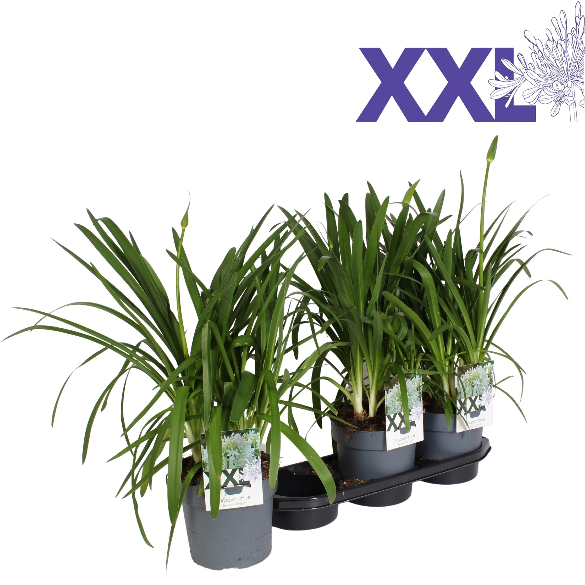 Agapanthus Eydori White 70cm 19cm Pot