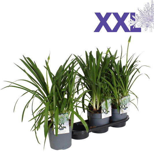 Agapanthus Eydori White 70cm 19cm Pot