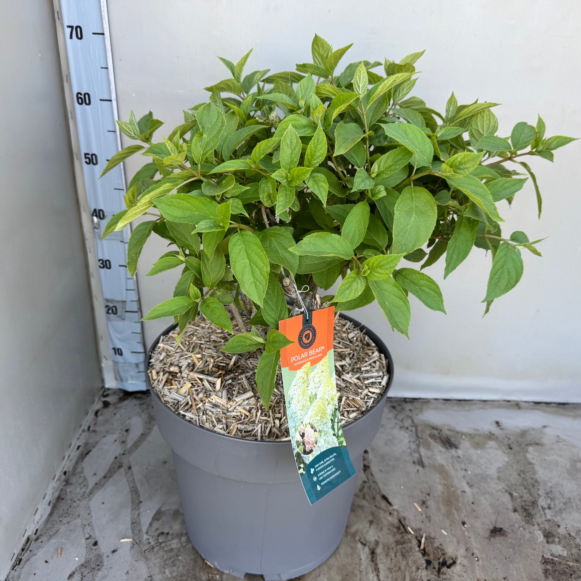 Hydrangea paniculata 60cm 35cm Pot