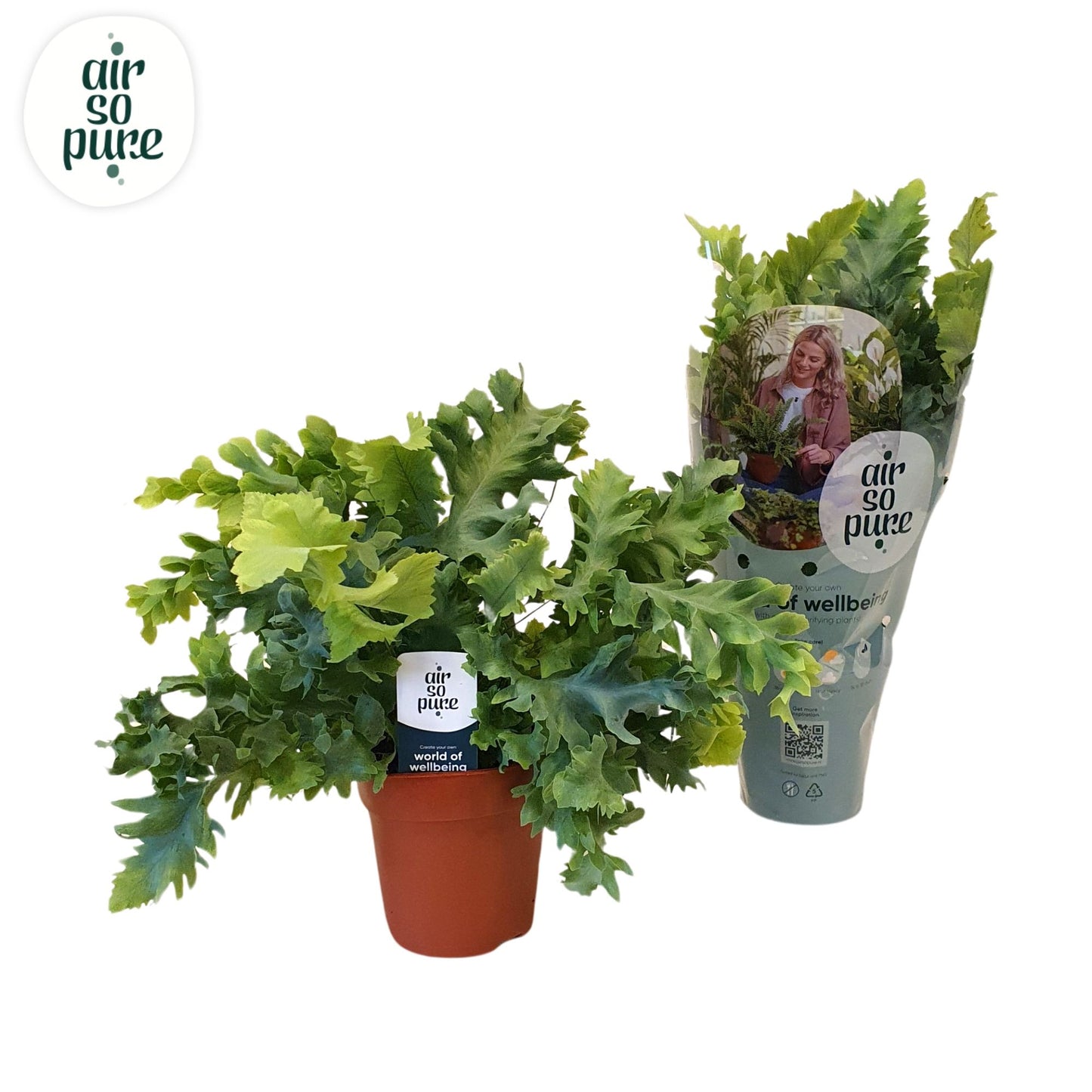 Phlebodium Davana 35cm 12cm Pot