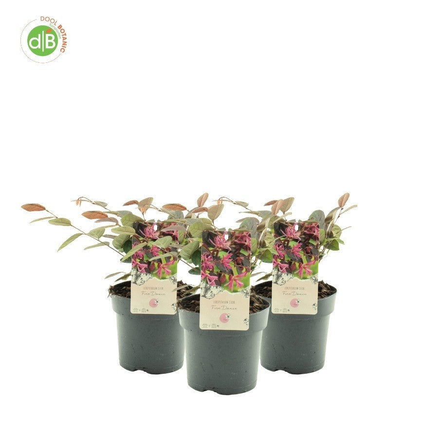 Loropetalum Fire Dance 20cm 15cm Pot