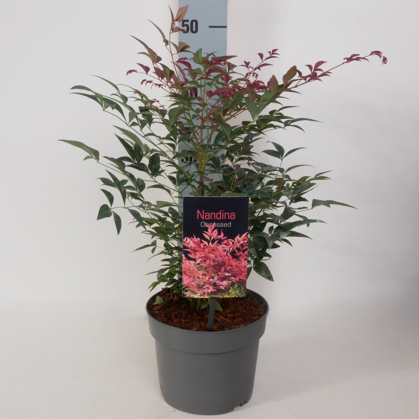 Nandina domestica Obsessed 25cm 17cm Pot